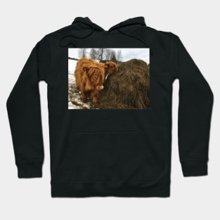 Scottish Highland Cattle Calves 1744 Hoodie